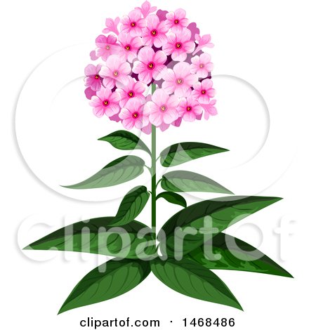 Clipart of a Phlox Plant - Royalty Free Vector Illustration by Vector Tradition SM