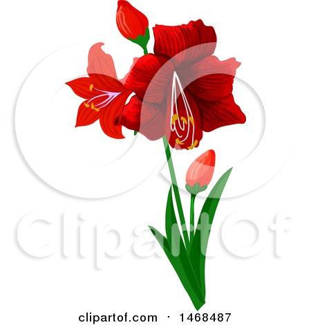 Clipart of Red Amaryllis Flowers - Royalty Free Vector Illustration by Vector Tradition SM