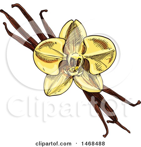 Clipart of a Sketched Spice, Vanilla Flower and Pods - Royalty Free Vector Illustration by Vector Tradition SM