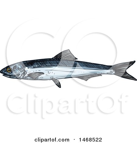 Clipart of a Sketched Anchovy Fish - Royalty Free Vector Illustration by Vector Tradition SM