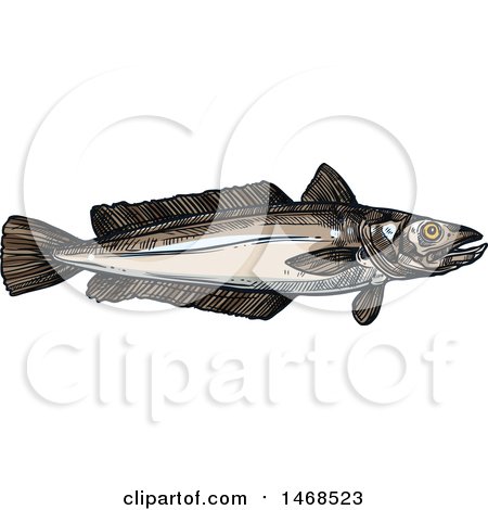 Clipart of a Sketched Hake Fish - Royalty Free Vector Illustration by Vector Tradition SM
