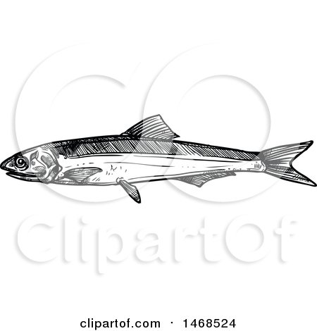 Clipart of a Sketched Black and White Anchovy Fish - Royalty Free Vector Illustration by Vector Tradition SM