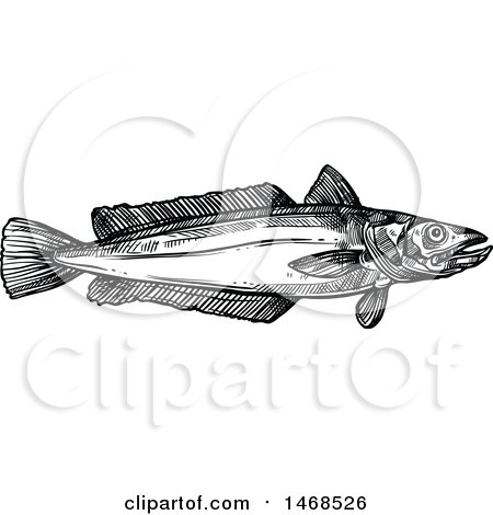 Clipart of a Sketched Black and White Hake Fish - Royalty Free Vector Illustration by Vector Tradition SM