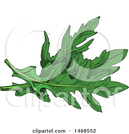 Clipart of Sketched Arugula - Royalty Free Vector Illustration by Vector Tradition SM