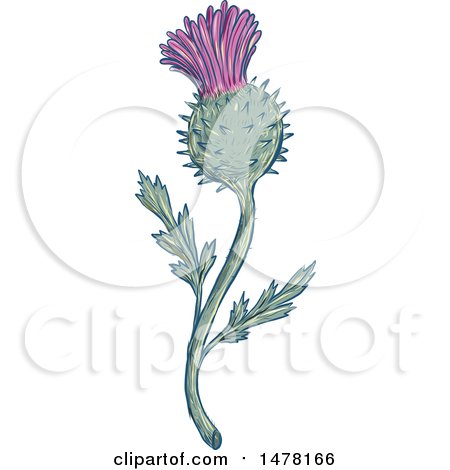 Clipart of a Scottish Thistle Plant in Sketch Style - Royalty Free Vector Illustration by patrimonio