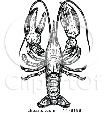 Clipart of a Sketched Black and White Lobster - Royalty Free Vector Illustration by Vector Tradition SM