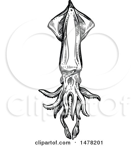Clipart of a Sketched Black and White Squid - Royalty Free Vector Illustration by Vector Tradition SM