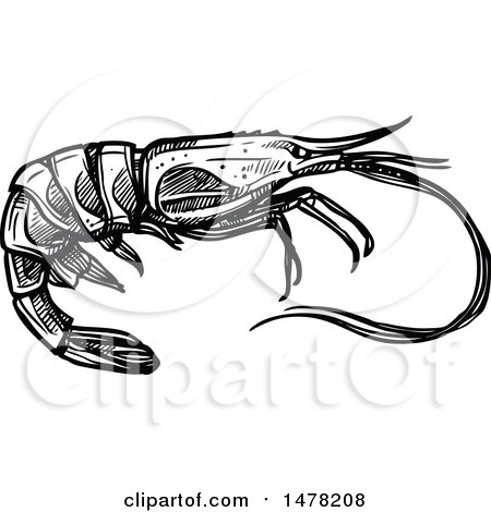 Clipart of a Sketched Black and White Shrimp - Royalty Free Vector Illustration by Vector Tradition SM