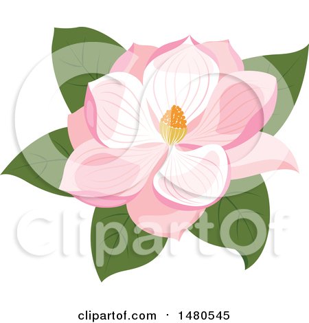 Clipart of a Pink Magnolia Flower - Royalty Free Vector Illustration by Cherie Reve