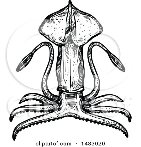 Clipart of a Sketched Black and White Squid - Royalty Free Vector Illustration by Vector Tradition SM
