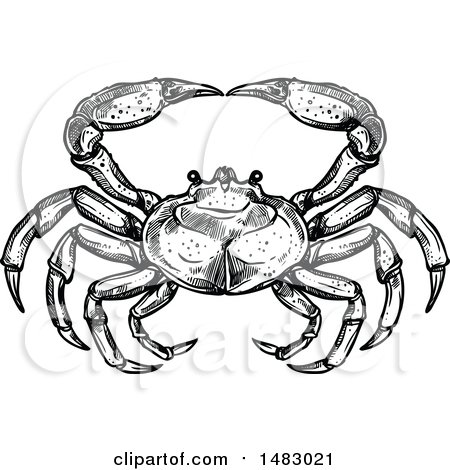 Clipart of a Sketched Black and White Crab - Royalty Free Vector Illustration by Vector Tradition SM