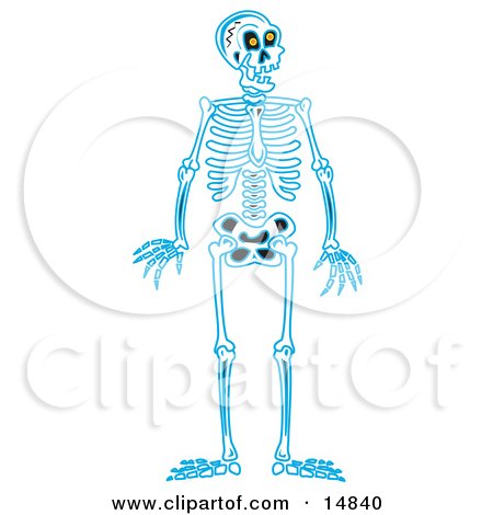 Blue Human Skeleton Standing Upright Posters, Art Prints