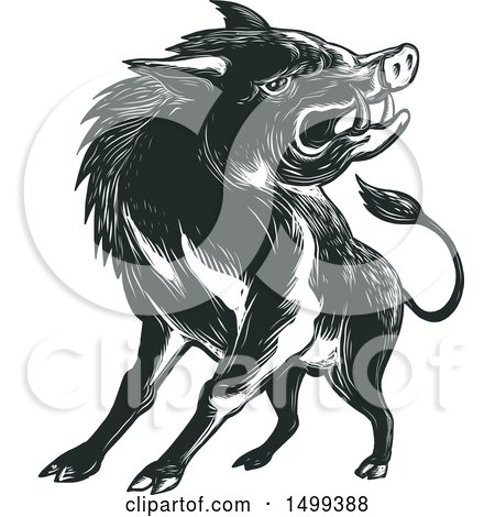 Clipart of a Sketched Angry Wild Boar - Royalty Free Vector Illustration by patrimonio