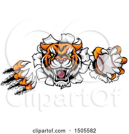 Clipart of a Vicious Tiger Mascot Slashing Through a Wall with a Baseball - Royalty Free Vector Illustration by AtStockIllustration