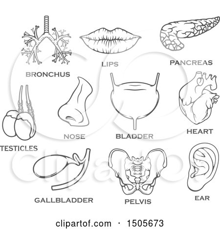 Clipart of Human Organs and Text - Royalty Free Vector Illustration by Vector Tradition SM