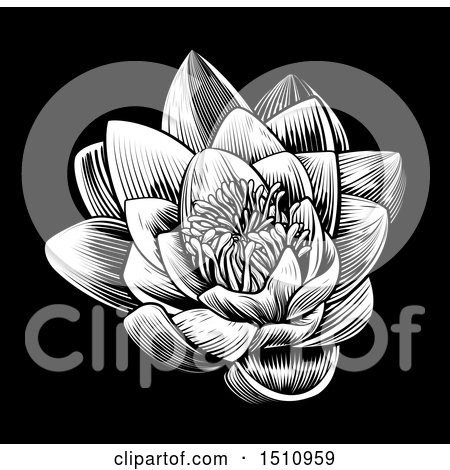 Clipart of a Woodcut Blooming Waterlily Lotus Flower on Black - Royalty Free Vector Illustration by AtStockIllustration