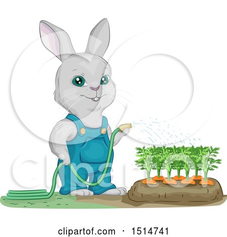 Clipart of a Bunny Rabbit Gardener Watering Carrots - Royalty Free Vector Illustration by BNP Design Studio
