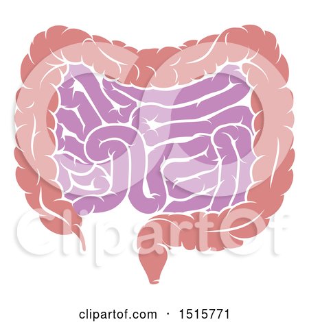Clipart of a Human Digestive System Showing the Gastrointestinal Tract - Royalty Free Vector Illustration by AtStockIllustration