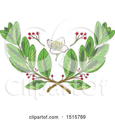 Clipart of a Leaf, Flower and Fruit of Yerba Mate Design - Royalty Free Vector Illustration by patrimonio