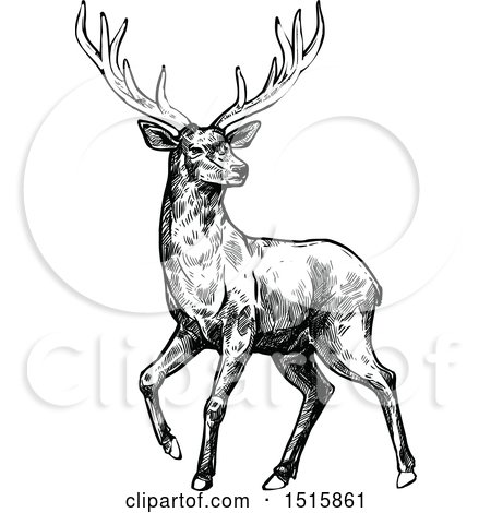 Clipart of a Black and White Sketched Reindeer - Royalty Free Vector Illustration by Vector Tradition SM