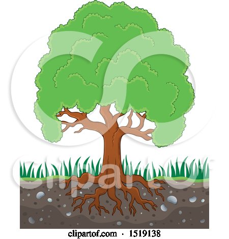Clipart of a Lush Mature Tree with Visible Roots in Soil - Royalty Free Vector Illustration by visekart