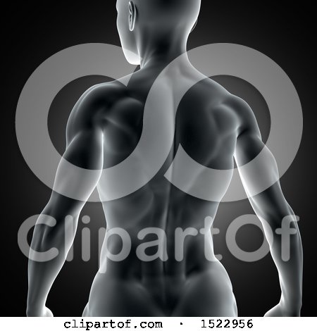 Clipart of a 3d Fit Xray Woman with Visible Back Muscles, on a Dark Gray Background - Royalty Free Illustration by KJ Pargeter