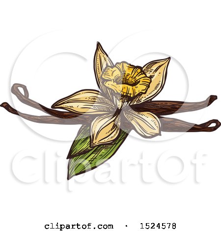 Clipart of a Vanilla Flower and Pods in Sketched Style - Royalty Free Vector Illustration by Vector Tradition SM