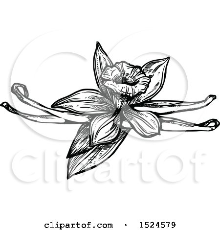Clipart of a Vanilla Flower and Pods in Black and White Sketched Style - Royalty Free Vector Illustration by Vector Tradition SM
