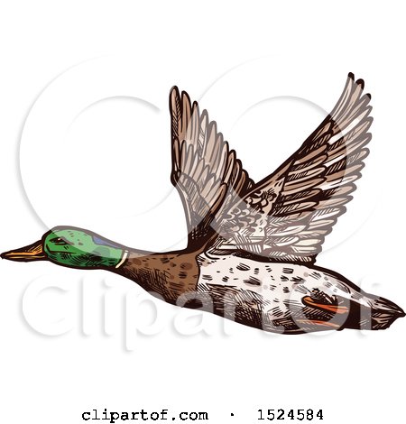 Clipart of a Mallard Duck Flying in Sketched Style - Royalty Free Vector Illustration by Vector Tradition SM