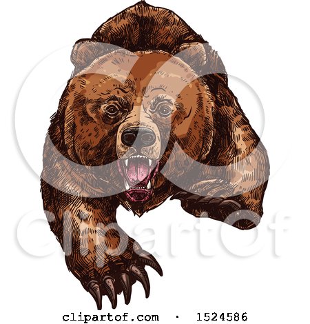 Clipart of a Bear Attacking in Sketched Style - Royalty Free Vector Illustration by Vector Tradition SM