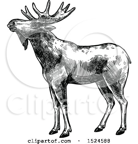 Clipart of a Moose in Profile in Black and White Sketched Style - Royalty Free Vector Illustration by Vector Tradition SM