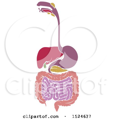 Clipart of a Diagram of Digestive Tract - Royalty Free Vector Illustration by AtStockIllustration