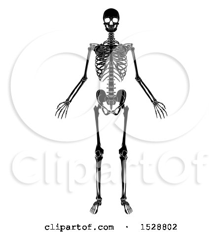 Clipart of a Black and White Human Skeleton - Royalty Free Vector Illustration by AtStockIllustration