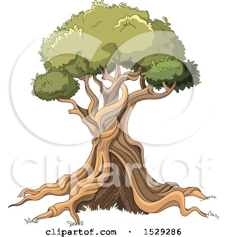Clipart of a Gnalred Mature Tree - Royalty Free Vector Illustration by Pushkin