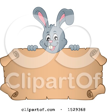 Clipart of a Gray Bunny Rabbit over a Blank Parchment Scroll - Royalty Free Vector Illustration by visekart