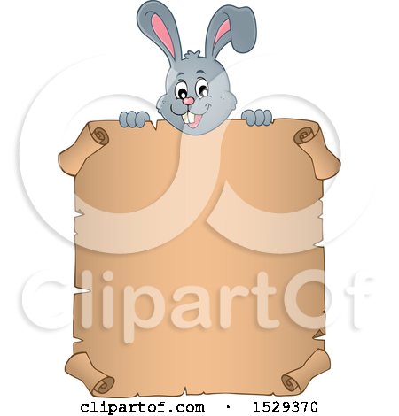 Clipart of a Gray Bunny Rabbit over a Blank Parchment Scroll - Royalty Free Vector Illustration by visekart