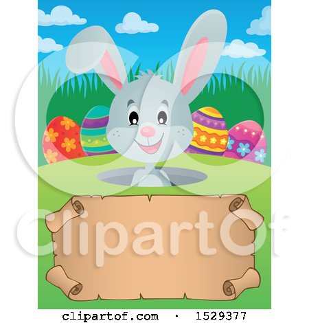 Clipart of a Gray Easter Bunny Rabbit over a Blank Parchment Scroll - Royalty Free Vector Illustration by visekart