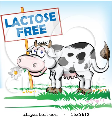 Clipart of a Happy Dairy Cow Eating a Daisy Flower by a Lactose Free Sign - Royalty Free Vector Illustration by Domenico Condello