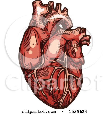 Clipart of a Sketched Human Heart - Royalty Free Vector Illustration by Vector Tradition SM