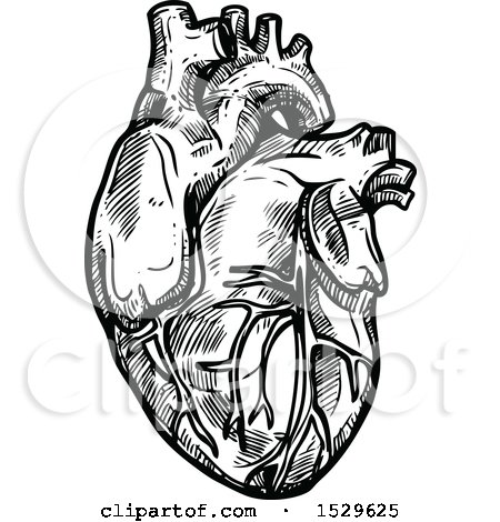 Clipart of a Sketched Black and White Human Heart - Royalty Free Vector Illustration by Vector Tradition SM