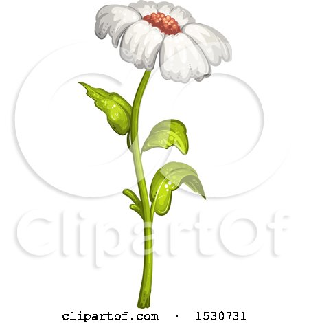 Clipart of a White Daisy Flower - Royalty Free Vector Illustration by merlinul