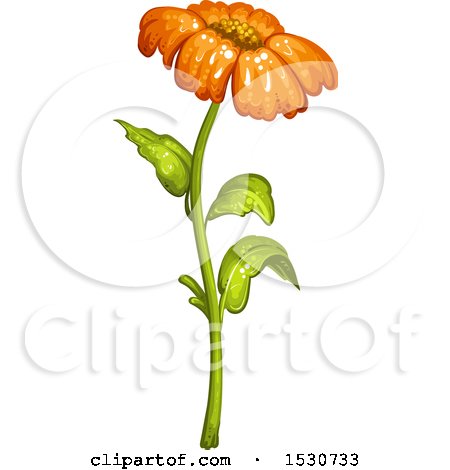 Clipart of an Orange Daisy Flower - Royalty Free Vector Illustration by merlinul