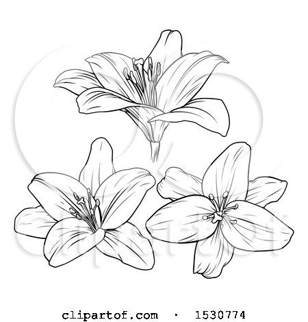 Clipart of Black and White Lily Flowers - Royalty Free Vector Illustration by AtStockIllustration