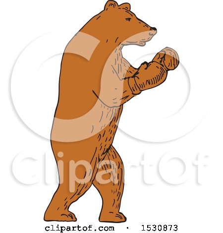 Clipart of a Sketched Brown Bear Boxer Fighter - Royalty Free Vector Illustration by patrimonio