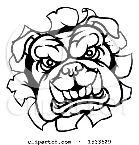 Clipart of a Black and White Mad Bulldog Breaking Through a Wall - Royalty Free Vector Illustration by AtStockIllustration