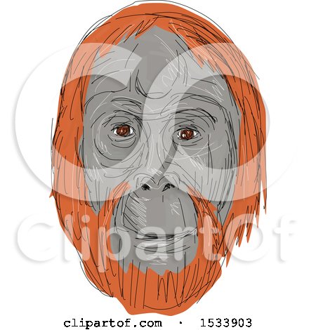 Clipart of a Sketched Unflanged Male Orangutan Face - Royalty Free Vector Illustration by patrimonio