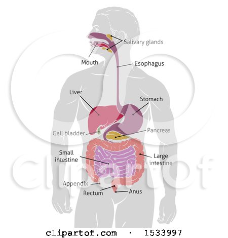 Clipart of a Gray Silhouetted Man with Visible Digestive Tract Diagram, Labeled with Text - Royalty Free Vector Illustration by AtStockIllustration
