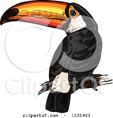 Clipart of a Sketched Perched Toucan Bird - Royalty Free Vector Illustration by Vector Tradition SM