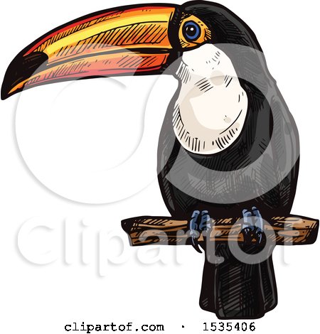 Clipart of a Sketched Perched Toucan Bird - Royalty Free Vector Illustration by Vector Tradition SM