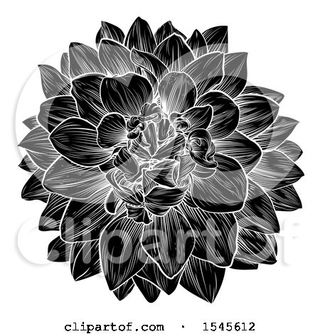 Clipart of a Black and White Dahlia or Chrysanthemum Flower in Woodcut Style - Royalty Free Vector Illustration by AtStockIllustration